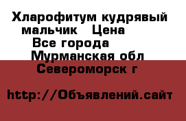 Хларофитум кудрявый мальчик › Цена ­ 30 - Все города  »    . Мурманская обл.,Североморск г.